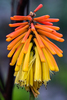 Red Hot Poker - Photo (c) magriet b, some rights reserved (CC BY-SA), uploaded by magriet b