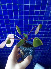 Pilea peperomioides