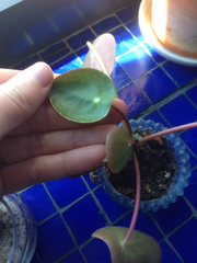 Pilea peperomioides