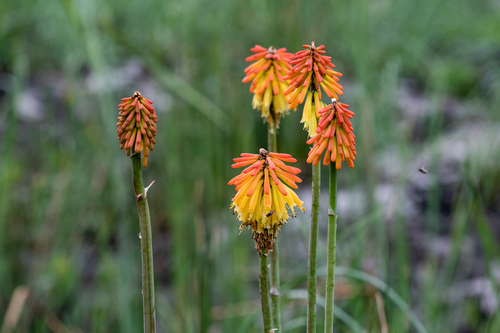Kniphofia uvaria