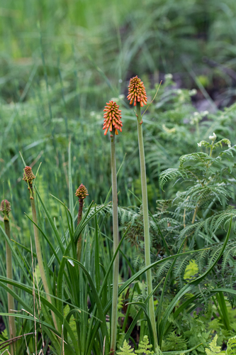 Kniphofia uvaria