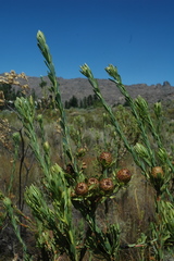 Leucadendron chamelaea