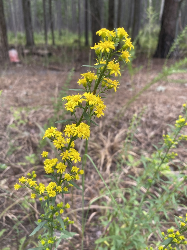 Downy Goldenrod from James River National Wildlife Refuge, Hopewell, VA, US on September 27