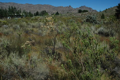 Leucadendron chamelaea