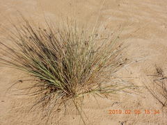 Cyperus conglomeratus