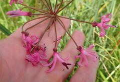 Nerine appendiculata