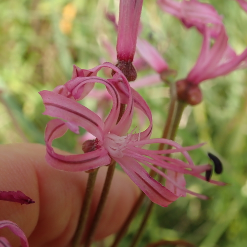 Nerine appendiculata