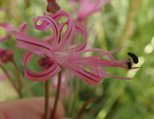 Image of Nerine appendiculata by no rights reserved