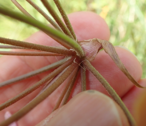Nerine appendiculata