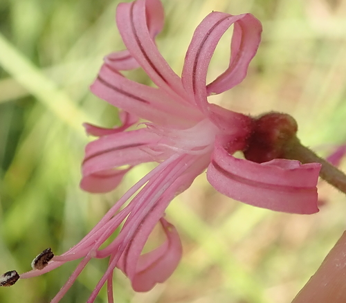 Image of Nerine appendiculata by no rights reserved