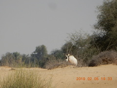 Oryx leucoryx