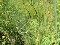 Nerine appendiculata