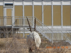 Oryx leucoryx