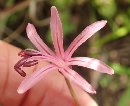 Image of Whitetip Nerine (Nerine appendiculata) by no rights reserved