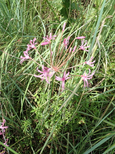 Image of Whitetip Nerine (Nerine appendiculata) by no rights reserved