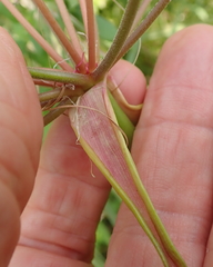 Nerine appendiculata