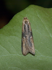 Doloploca punctulana