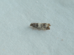 Notocelia trimaculana