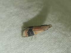 Euzopherodes charlottae