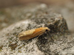 Eucosma conterminana