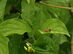 Olethreutes arcuella