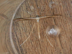 Stenoptilia bipunctidactyla