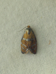 Ptycholoma lecheana
