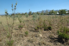 Leucadendron corymbosum