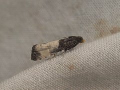 Notocelia cynosbatella