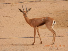 Gazella arabica