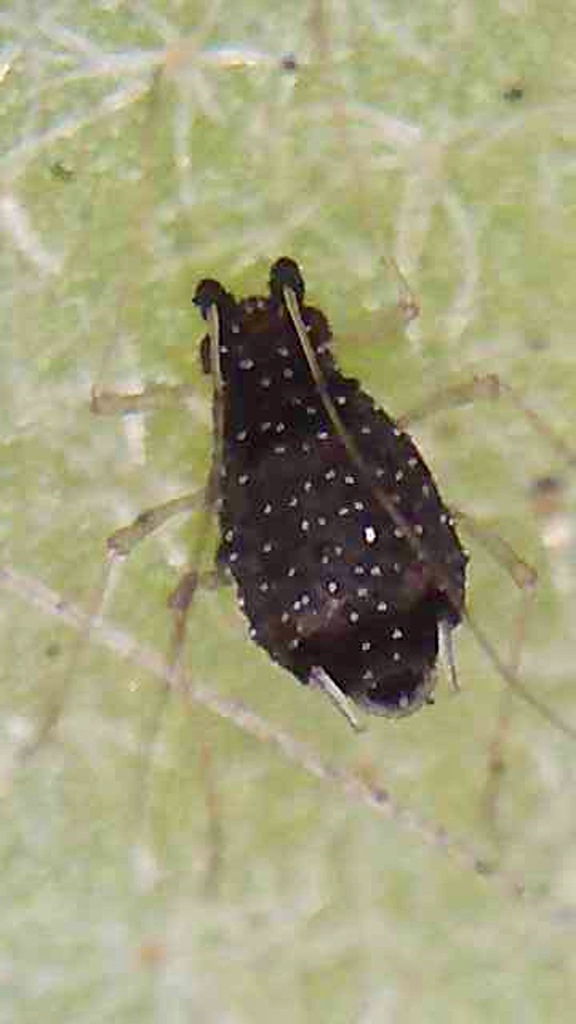 fern aphid