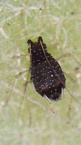 fern aphid