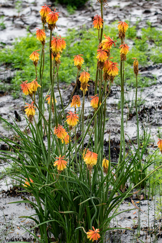 Kniphofia uvaria