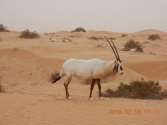 Oryx leucoryx
