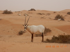 Oryx leucoryx