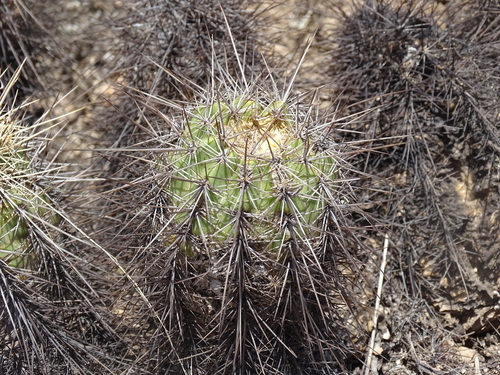 Echinocereus acifer