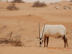 Oryx leucoryx