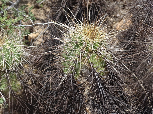 Echinocereus acifer