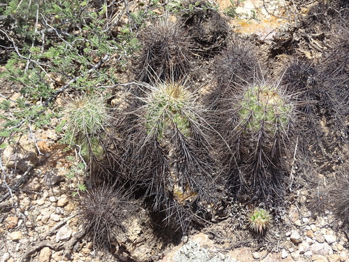 Echinocereus acifer