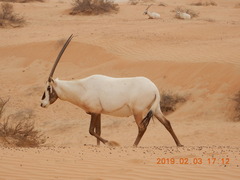 Oryx leucoryx