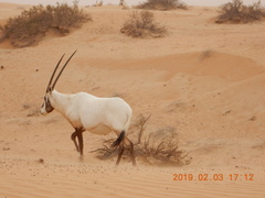 Oryx leucoryx