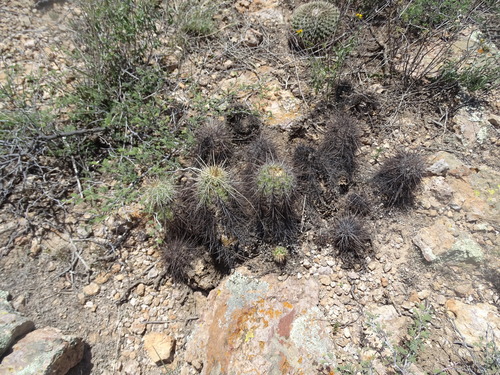 Echinocereus acifer
