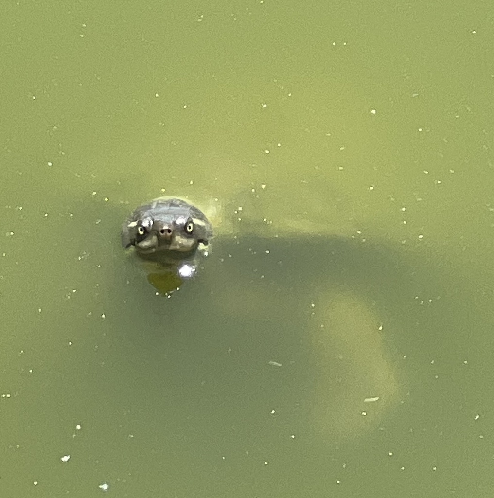 Krefft's River Turtle from Panorama Dr, Dundowran Beach, QLD, AU on ...