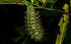 Dophla evelina