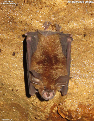 Lesser Brown Horseshoe Bat