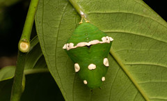 Dophla evelina