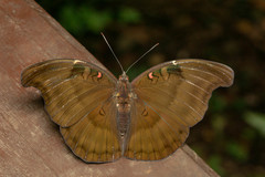 Dophla evelina