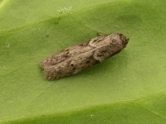 Blastobasis phycidella