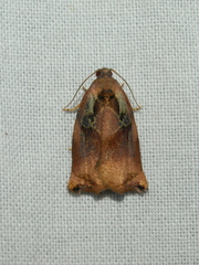 Archips podana