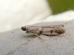 Phycitodes binaevella